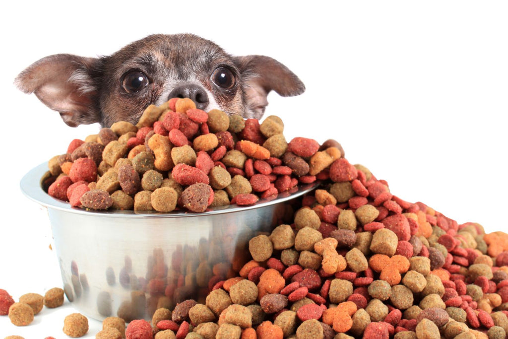 Does Your Dog Have Gastrointestinal Issues?
