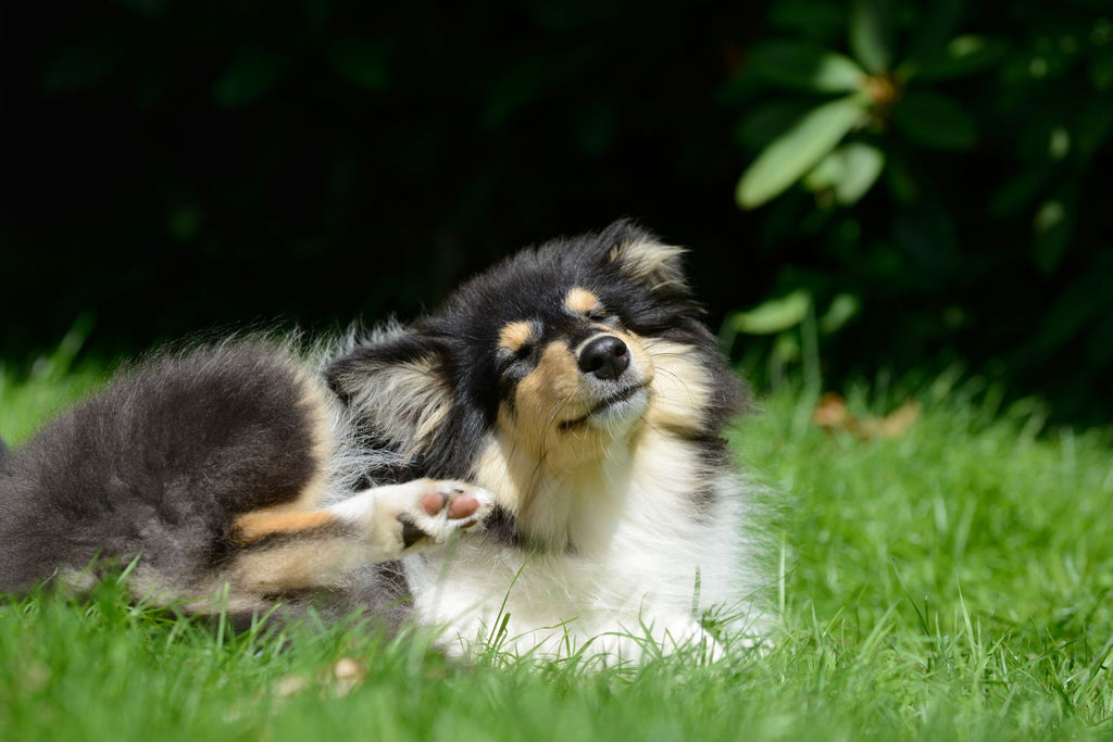 Itching & Allergies in Dogs